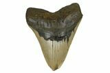 Huge, Fossil Megalodon Tooth - North Carolina #172578-1